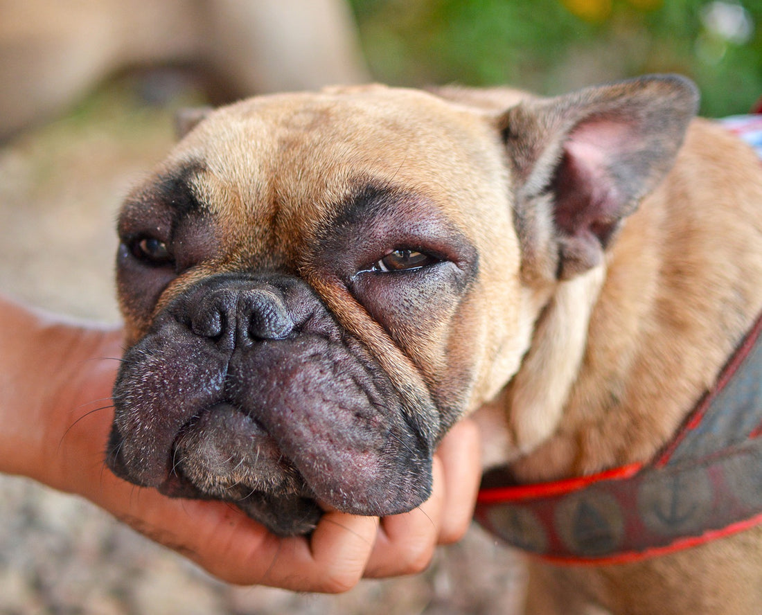 Natural Balance Dog Food and Allergies