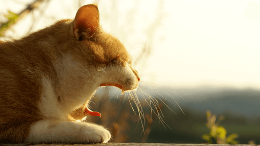 Solutions to Your Cat's Hairballs Wellnergy Pets