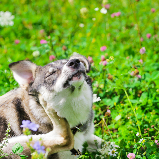 With Spring Comes Allergies: How to Help Your Pet