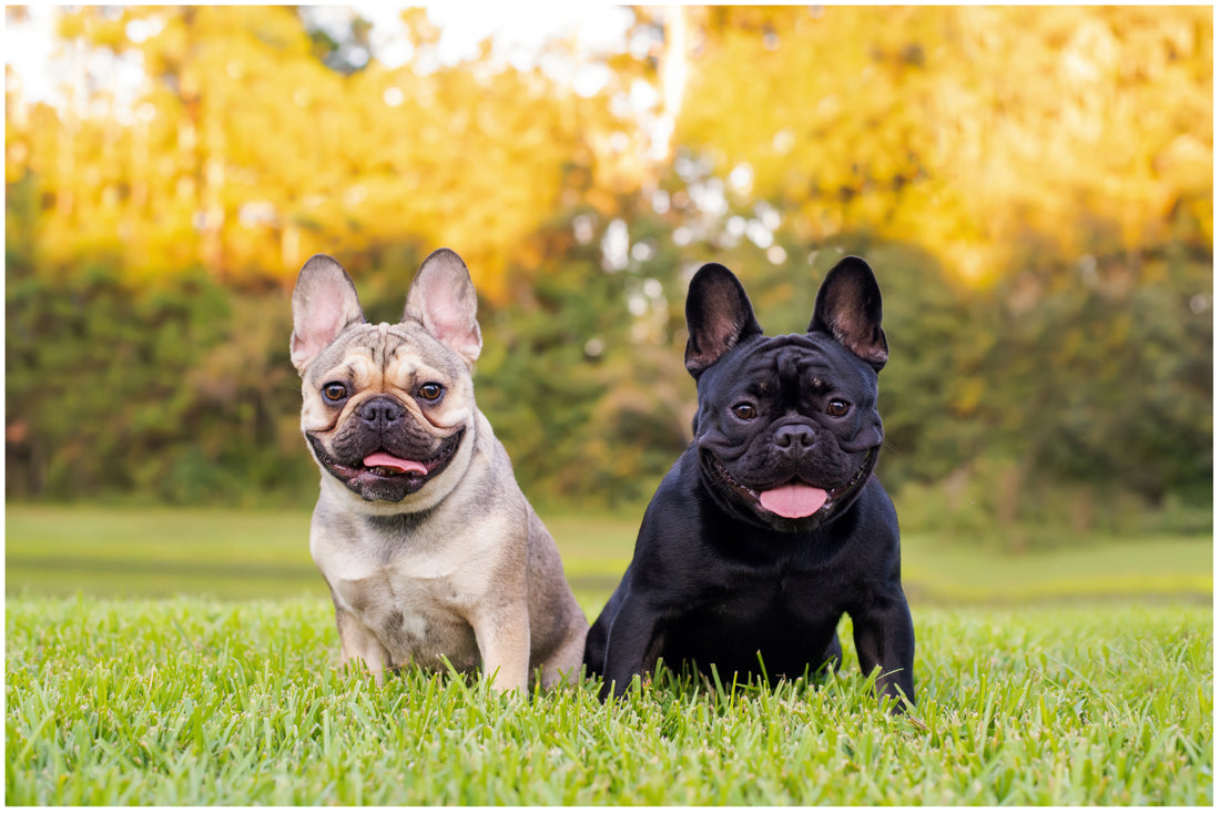 Dog Breed Series: All About your French Bulldog Part 2