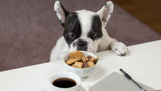 Think Before You Feed! Harmful Foods to Dogs Wellnergy Pets
