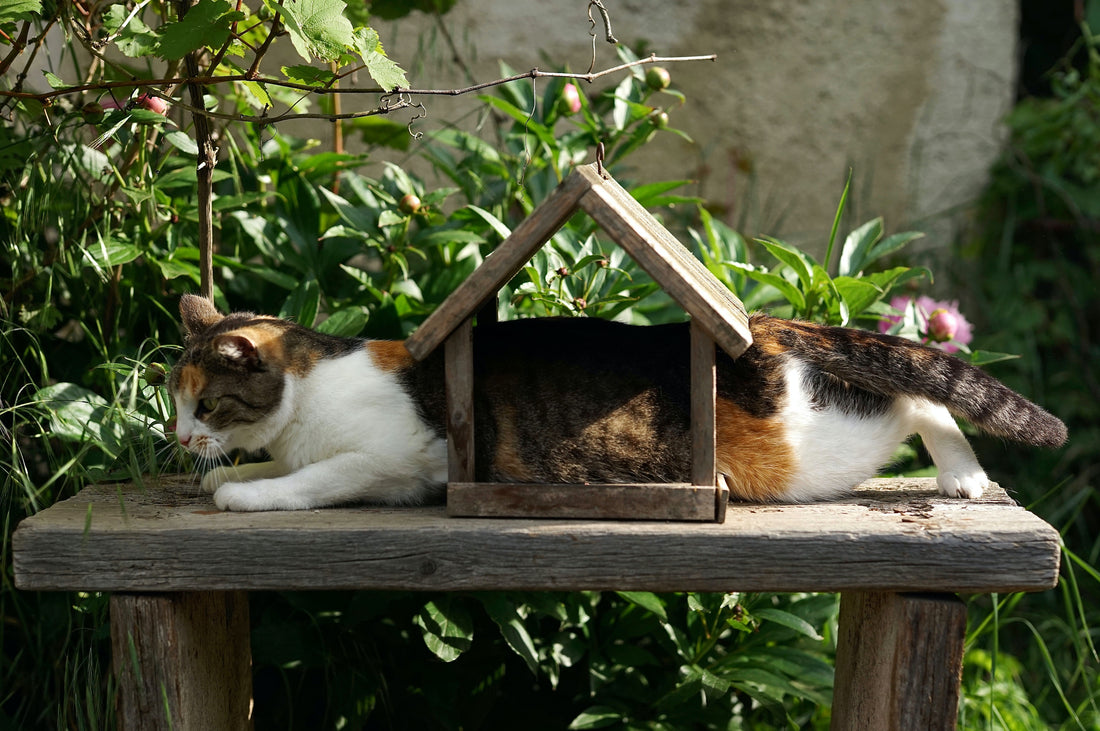 Training Your Cat Around Plants