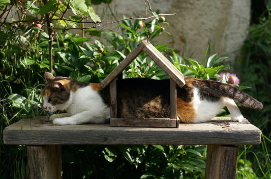 Training Your Cat Around Plants