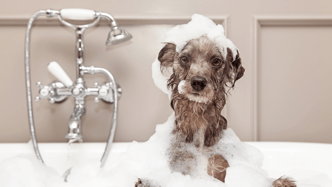Top 8 In-home Grooming Questions Wellnergy Pets