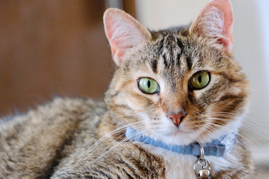 Cat Training: Collar
