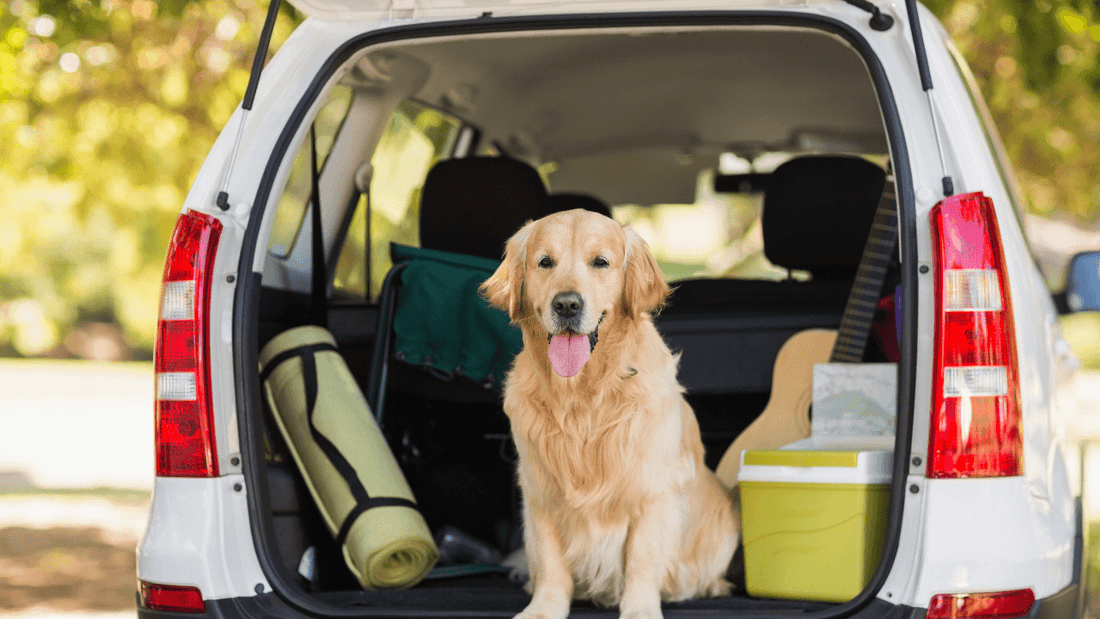 Travel plans for the holidays? Don't forget about your pet! Wellnergy Pets
