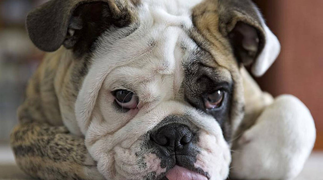 Dog Breed Series: All About your Bulldog Part 3
