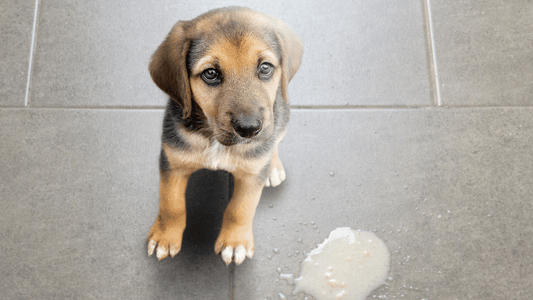 Vomiting vs Regurgitation: What’s the Difference, and Why is My Dog Doing it? Wellnergy Pets