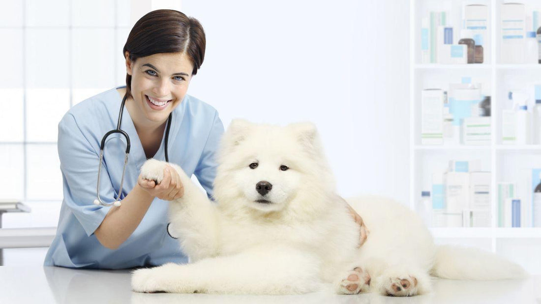 Why Is My Dog Limping? ACL Tear in Dogs Wellnergy Pets