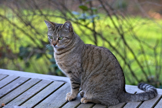 Training Your Cat Not to Spray