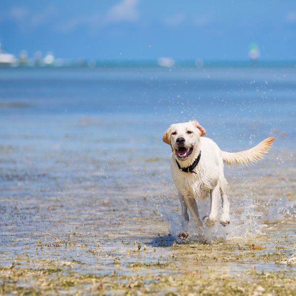 Running Doggo Wellnergy Pets - Hip & Joint Care