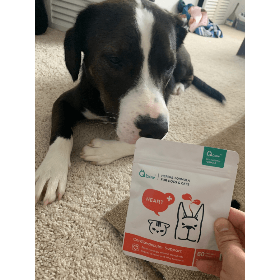 QBOW HEART<br>holistic heart supplement for dogs and cats Wellnergy Pets